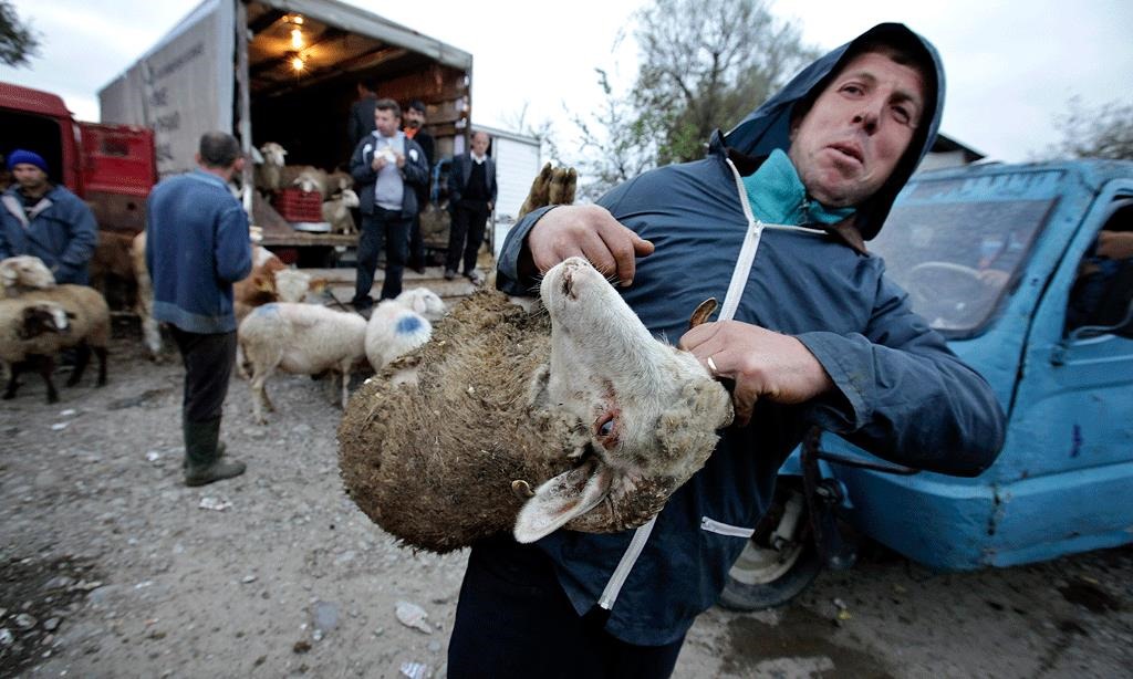 Tregu i gjësë së gjallë në Tiranë. (AP Photo/Hektor Pustina)