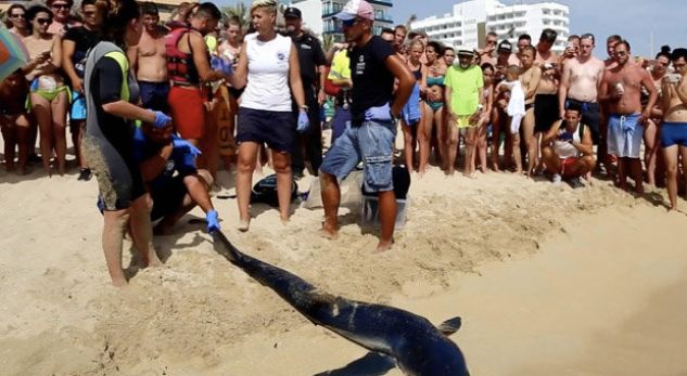 VIDEO/ Panik mes pushuesve, një peshkaqen gjigand shfaqet papritur pranë bregut