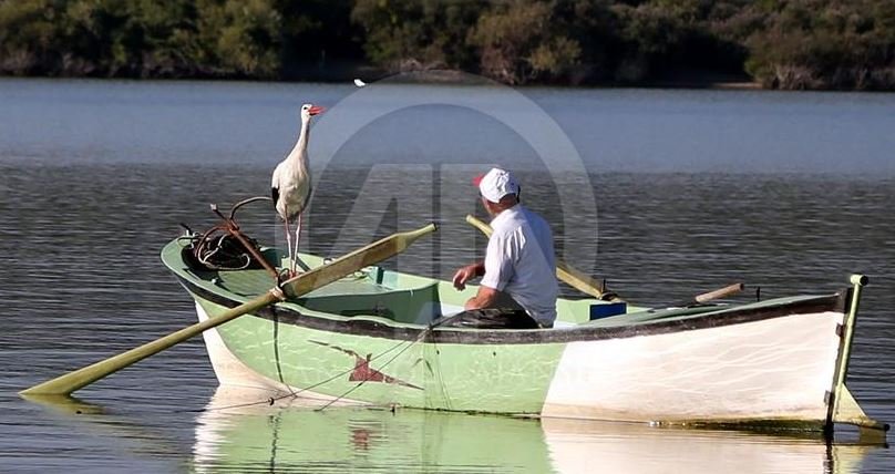 Miqësia e pazakontë disa vjeçare e peshkatarit me lejlekun (FOTOT)