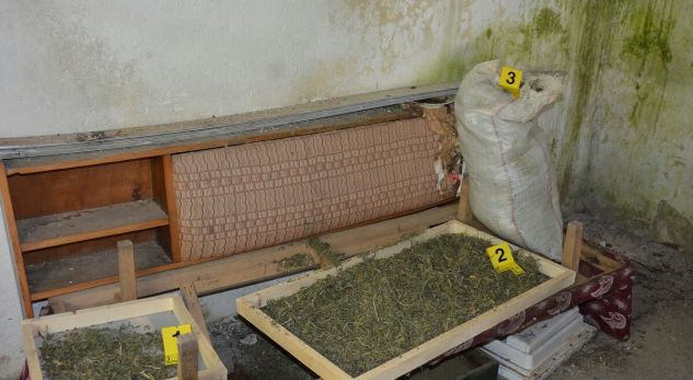 VIDEO/ Policia i gjen 71 kg kanabis në shtëpi, arratiset gjirokastriti