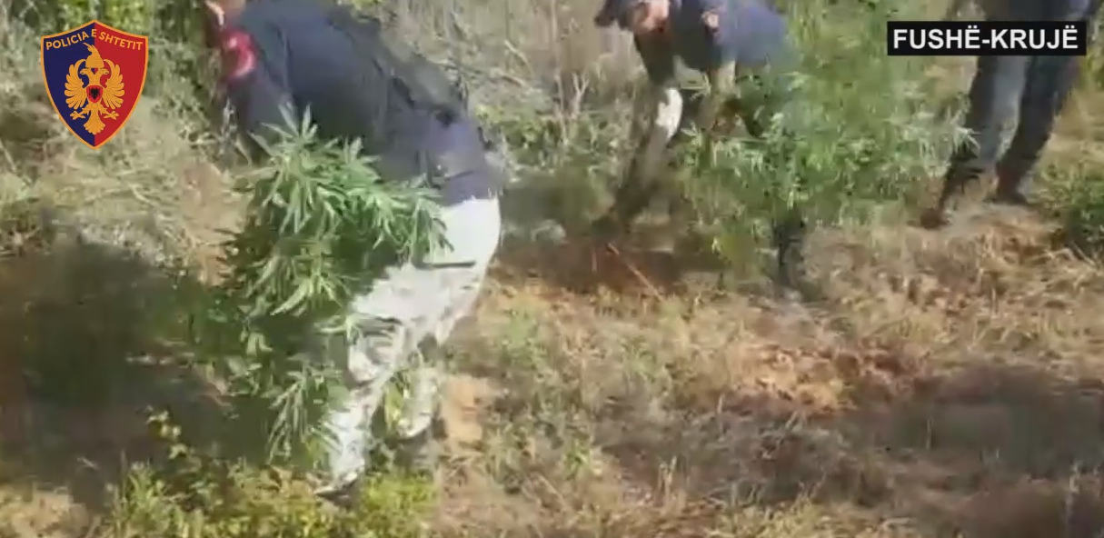 Policia asgjëson edhe ‘rrënjët e fundit’ të kanabisit, shihni operacionin (VIDEO)