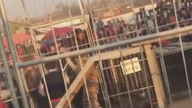 VIDEO/ Horror në cirk, tigrat shpërthejnë kafazin dhe sulmojnë fëmijët
