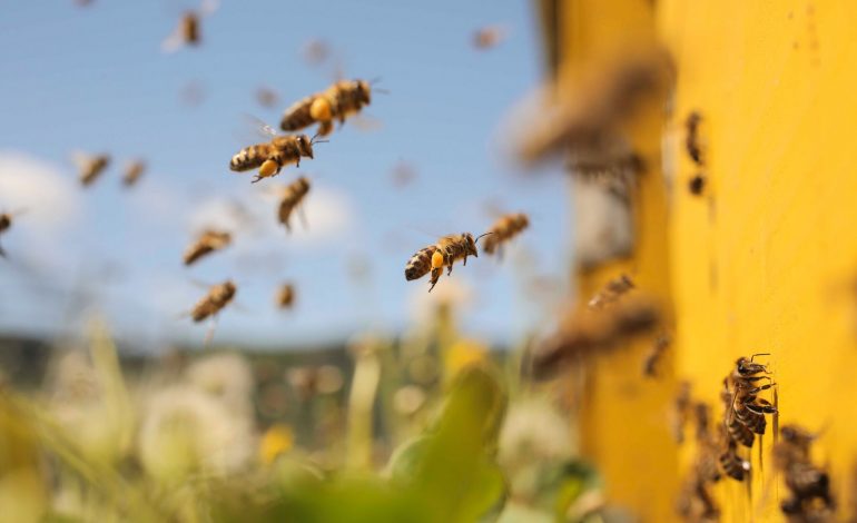 Bletët na mbajnë gjallë, ja 10 arsyet që duhet të kujdesemi për to