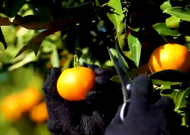 Rama e nis ditën me këtë video: Ndiqni shembullin e fermerëve të Konispolit, punësuan…