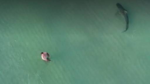 VIDEO/ Befasuese, peshkaqeni tigër shfaqet afër plazhistëve në Miami