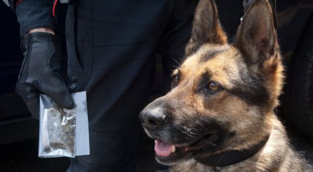 Trafikanti shqiptar e pëson nga qeni, i gjen kokainën që kishte fshehur në një tenxhere