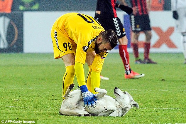 FOTOT/ Një mik i pazakontë futet në fushë dhe ndërpret ndeshjen e Europa League