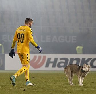 FOTOT/ Një mik i pazakontë futet në fushë dhe ndërpret ndeshjen e Europa League
