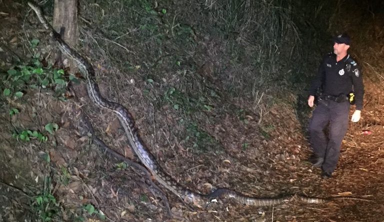 FOTOT/ Pitoni mbi 5 metra i bllokon rrugën policit