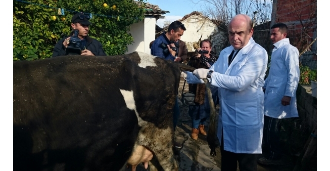 Pas Balilajve “plas” aflatoksina, ish-ministri hedh alarmin për qumështin