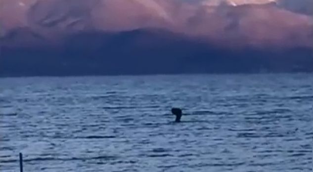 VIDEO/ Një krijesë e mistershme në liqenin shqiptar