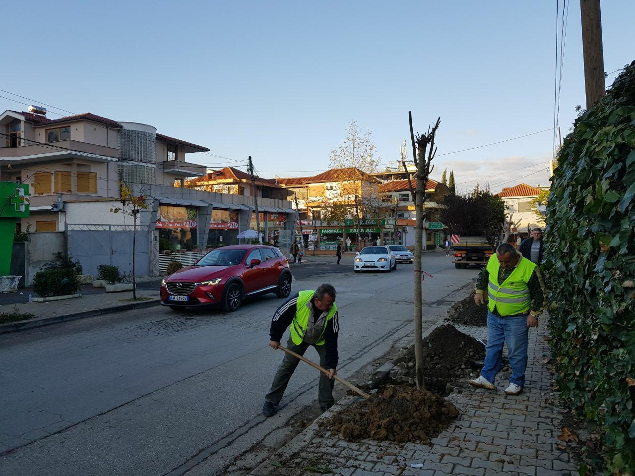 Bashkia e Tiranës, aksion për mbjellje pemësh edhe në rrugët e kryeqytetit