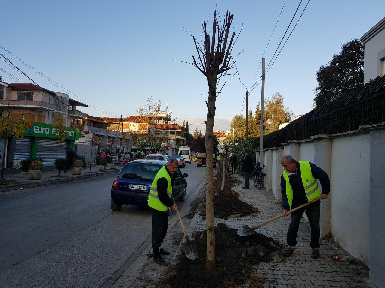 Bashkia e Tiranës, aksion për mbjellje pemësh edhe në rrugët e kryeqytetit