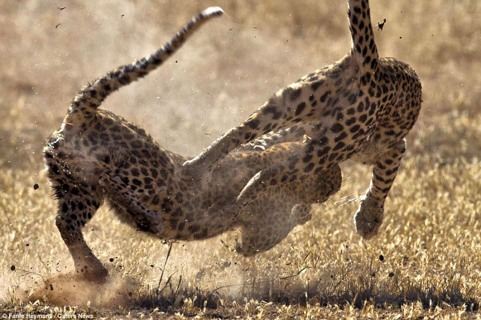 Foto mahnitëse/ Beteja mes dy leopardëve