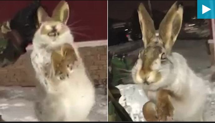 Video/ Pikëlluese, kafshët ngrijnë për së gjalli nga i ftohti