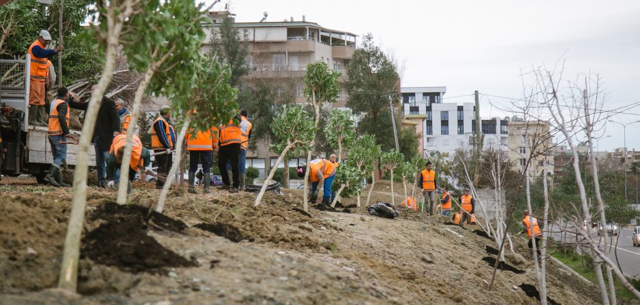 Bashkia e Tiranës mbjell 200 pemë të tjera në zonën e Liqenit të Thatë