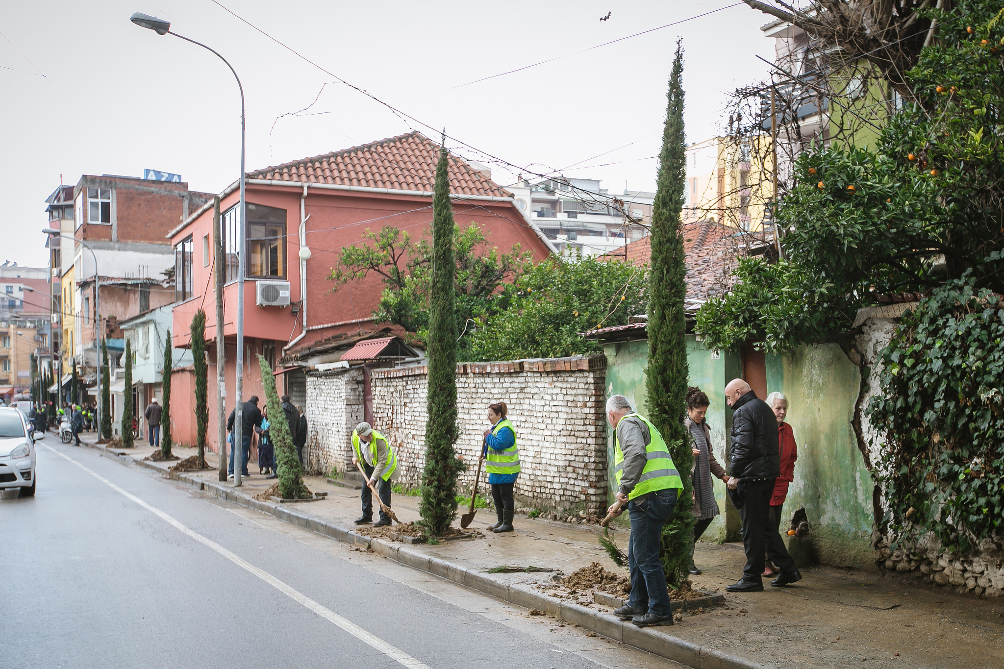FOTOT/ Rikthehet në identitet lagjja e Selvive, mbillen 150 drurë dekorativë