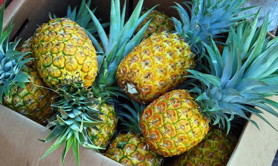 Spanjë, zbulohet 745 kg kokainë brenda në ananas