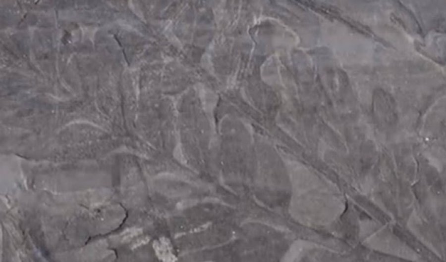 Antarktidë/Shkencëtarët zbulojnë fosilin e vjetër pyjor 280 milionë vjeçar