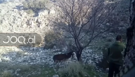 Peqinasi qëllon në kokë gomari dhe filmon vetë aktin makabër