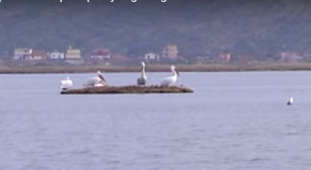 Laguna e Karavastasë/ Pamje të mrekullueshme të pelikanit kaçurrel në banesën e tij