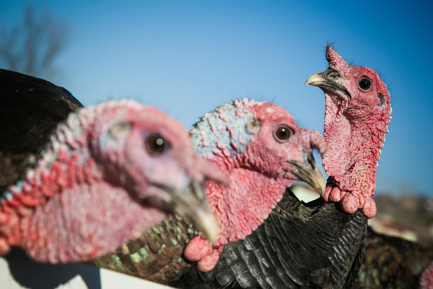 Gjelat “firmato” të Baldushkut, mbi 30 mijë të shitur gjatë festave