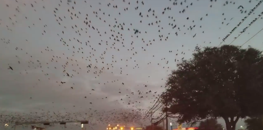 FOTO/ Pamje të frikshme, zogjtë shtegtarë ‘errësojnë’ qiellin