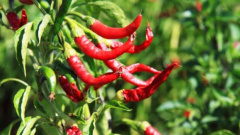 Çfarë ndodh me organizmin nëse e teprojmë me specin djegës