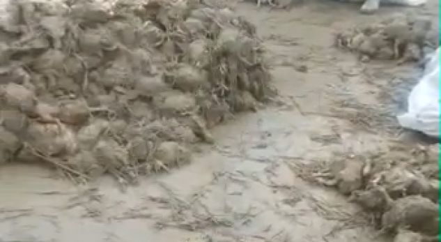 VIDEO/ Përmbytjet në Fier lënë mijëra shpendë të ngordhur pas