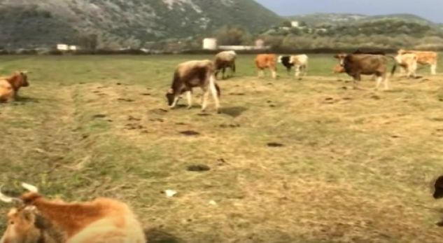VIDEO/ Fenomeni misterioz, ngordhin 100 lopë në Konispol