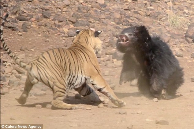 VIDEO+ FOTOT/ Përleshje për ‘jetë a vdekje’ mes ariut dhe tigrit, shikoni se kush ja mbath