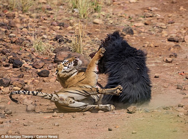 VIDEO+ FOTOT/ Përleshje për ‘jetë a vdekje’ mes ariut dhe tigrit, shikoni se kush ja mbath
