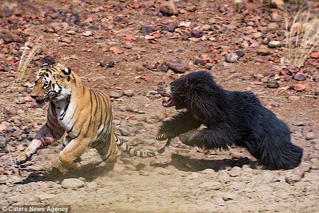 VIDEO+ FOTOT/ Përleshje për ‘jetë a vdekje’ mes ariut dhe tigrit, shikoni se kush ja mbath