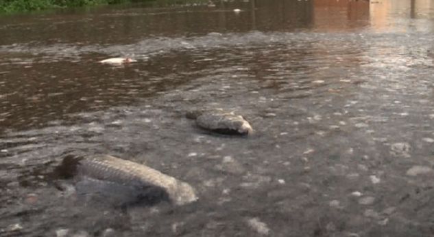 VIDEO/ Peshqit në rrugët e Shkodrës nga përmbytjet