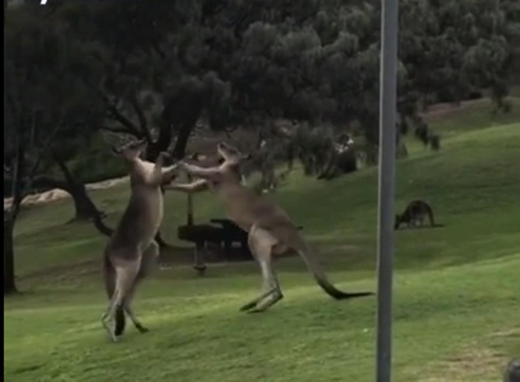 Pamje që nuk shihen shpesh, kur ndeshen dy kangurë