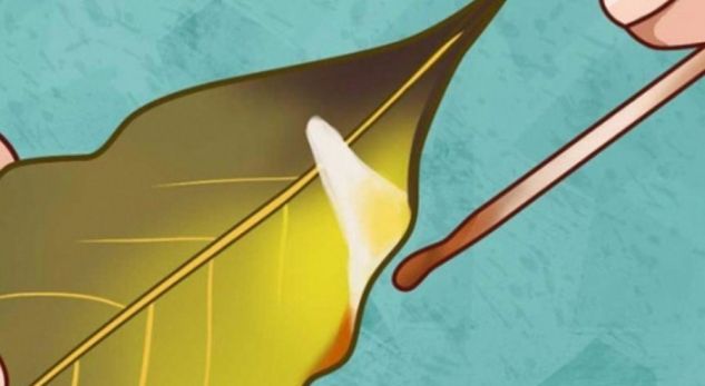 Digjni një gjethe dafine dhe zbuloni mrekullinë