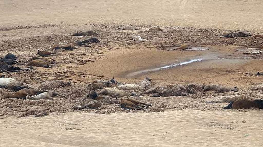 Kuajt ngordhën masivisht, zbulohet misteri