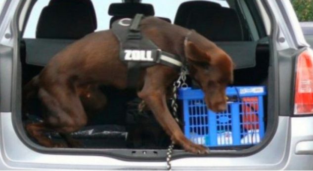 Ky është Lucky, qeni që i futi në burg dy shqiptarët në Gjermani