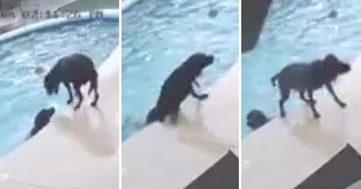 VIDEO/ Qeni zhytet në pishinë dhe shpëton shokun e tij nga mbytja