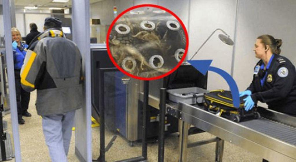 Tmerrohen kontrollorët, ja çfarë u gjet në valixhen e udhëtarit