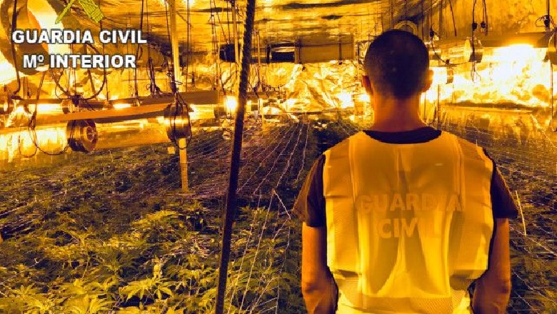 Shqiptarët kultivojnë kanabis në Spanjë, zbulohet magazina e mbyllur