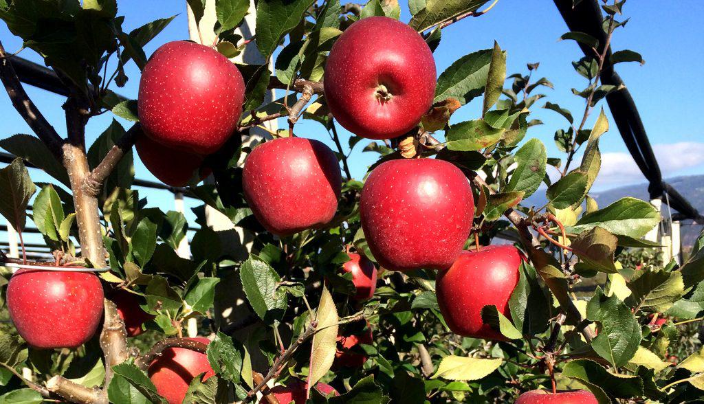 Normale apo lëng? Ja si duhet ta konsumoni mollën