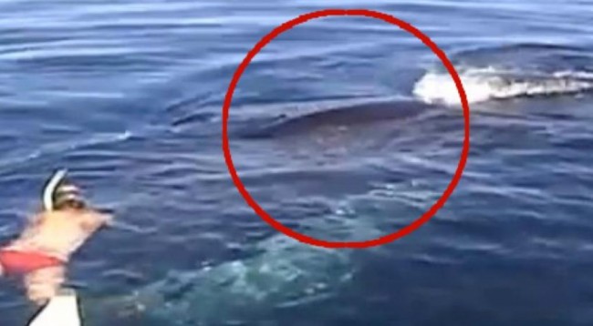 VIDEO / Noton poshtë balenës, por ajo që sheh e alarmon