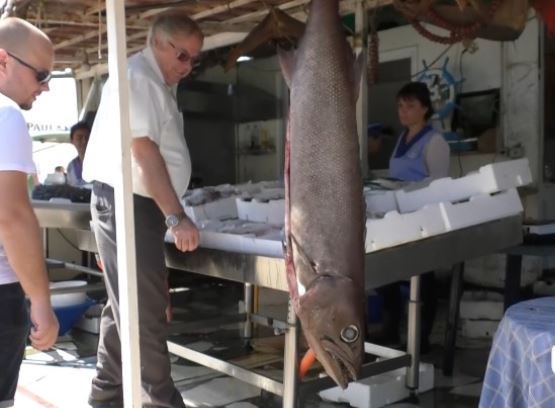 FOTO/ Gjallesa e rrallë në rrjetat e peshkatarëve në Vlorë