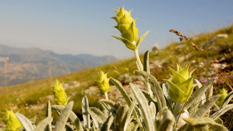 Shqipëria me nivel të lartë të humbjes së bimësisë së rrallë, në rrezik çaji i malit