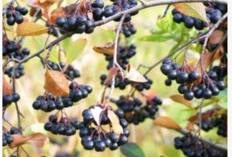 Fruti i rrallë që gjendet në Dibër, e gjithë Shqipëria po e kërkon