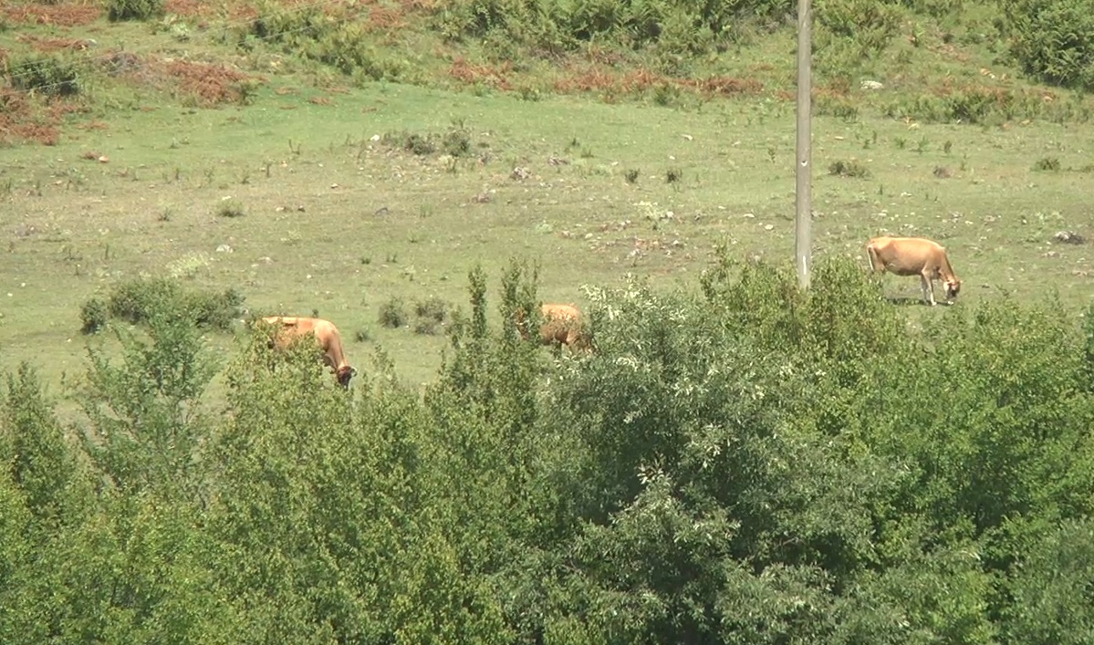 Alarmi, rikthehet antraksi në Mat, regjistrohet rasti i parë