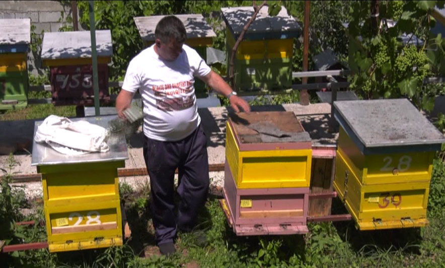 Biznesi fitimprurës i bletëve, bulqizaku nxjerr 1 200 kg mjaltë çdo vit