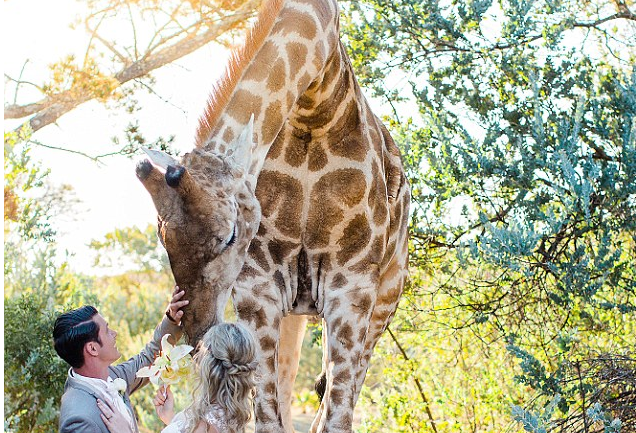 FOTOT/ Gjirafa shkon në dasmë “paftuar”