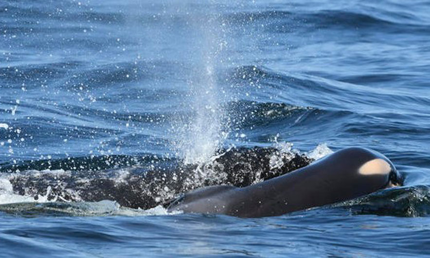 Balena mbajti zi 17 ditë për të voglin e saj